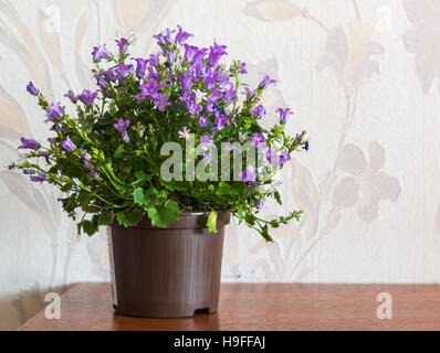 Campanula im Topf im Zimmer Stockfoto