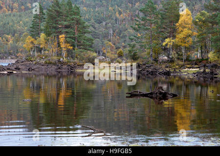 Scots Kiefern und Birken in den Gewässern des Loch Beinn a' mheadhoin, Glen Affric, Inverness-shire, Schottland wider. Stockfoto