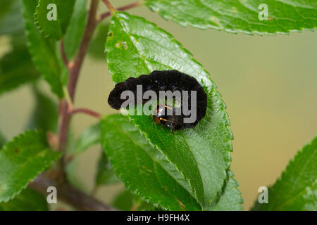 Kü-Wintereule, Satelliteule, Satelliteneule, Raupe Frisst eine Schlehe, Eupsilia Transversa, The Satellite, Raupe, Le Satelliten. Eulenfalter Stockfoto