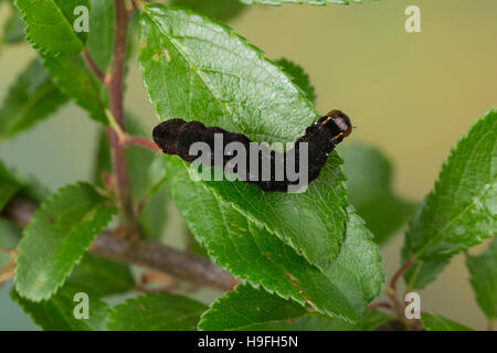 Kü-Wintereule, Satelliteule, Satelliteneule, Raupe Frisst eine Schlehe, Eupsilia Transversa, The Satellite, Raupe, Le Satelliten. Eulenfalter Stockfoto