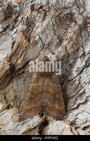 Kü-Wintereule, Satelliteule, Satelliteneule, Eupsilia Transversa, The Satellite Le Satelliten. Eulenfalter Noctuidae, Noctuid Motten, Noctuid mo Stockfoto