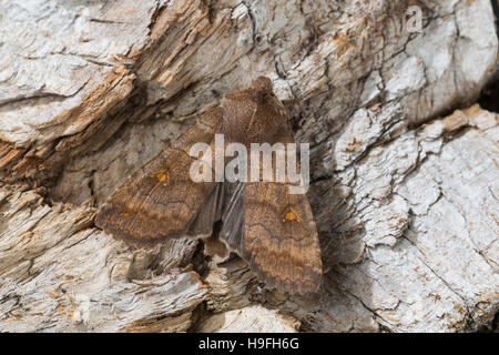 Kü-Wintereule, Satelliteule, Satelliteneule, Eupsilia Transversa, The Satellite Le Satelliten. Eulenfalter Noctuidae, Noctuid Motten, Noctuid mo Stockfoto