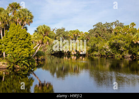 Wilden unberührten tropischen Myakka River bei Snook Haven in Sarasota County in Venice FLorida Stockfoto