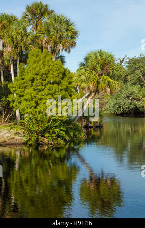 Wilden unberührten tropischen Myakka River bei Snook Haven in Sarasota County in Venice FLorida Stockfoto