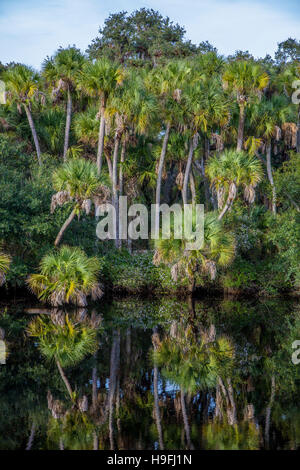 Wilden unberührten tropischen Myakka River bei Snook Haven in Sarasota County in Venice FLorida Stockfoto