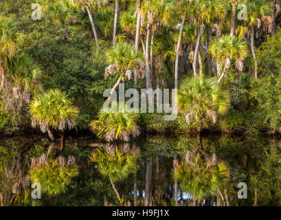 Wilden unberührten tropischen Myakka River bei Snook Haven in Sarasota County in Venice FLorida Stockfoto