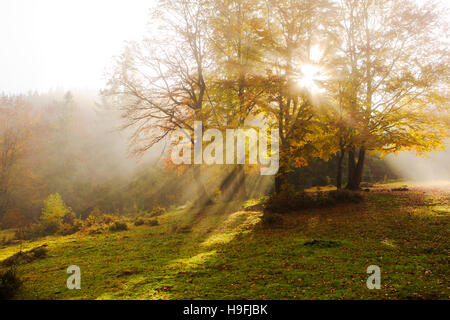 Die Strahlen der Sonne glänzen durch die goldenen Blätter von buchen in den nebligen Morgen in einen goldenen Herbst. Stockfoto