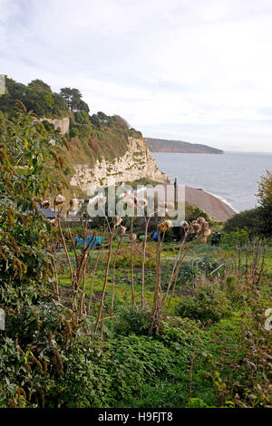 Kleingärten mit Blick auf die Küste bei Bier Devon West Country UK November 2016 Stockfoto