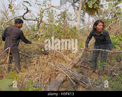 Kambodscha, Stung Treng Katot Dorf, von Brao Stamm bewohnt. Die Dorfbewohner sammeln von Brennholz. Sean Sprague Foto Stockfoto