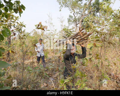 Kambodscha, Stung Treng Katot Dorf, von Brao Stamm bewohnt. Die Dorfbewohner sammeln von Brennholz. Sean Sprague Foto Stockfoto