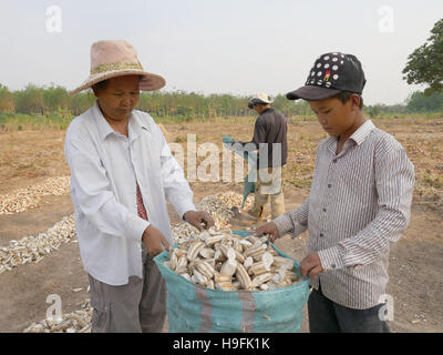 Kambodscha, Stung Treng Katot Dorf, von Brao Stamm bewohnt. Familie Ernte Maniok. Sean Sprague Foto Stockfoto