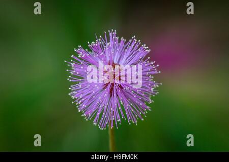 Lila Mimosa in Florida, USA. 1/2 Stockfoto