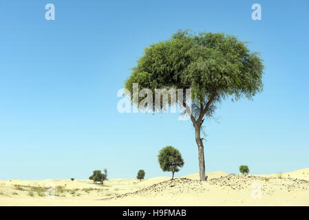 Ghaf Baum in Wüstenlandschaft mit blauem Himmel Stockfoto