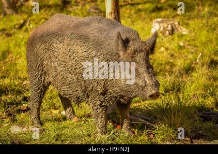 Wildschwein nach einem Schlammbad in Quebec, Kanada. Stockfoto