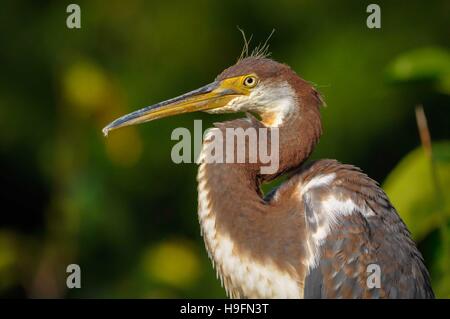 Juvenile dreifarbige Heron relaxen in Florida, USA Stockfoto