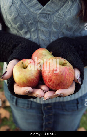 Frische rote Äpfel statt von einer Frau Herbst Kleidung, Strickpullover fingerlose Handschuhe und Kabel. Stockfoto