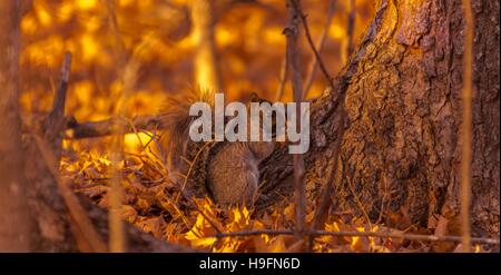 Grauhörnchen, die der Fotograf sucht. Stockfoto