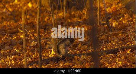 Grauhörnchen, die der Fotograf sucht. Stockfoto