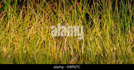 Limpkin verstecken sich in den Rasen in Florida, USA. Stockfoto