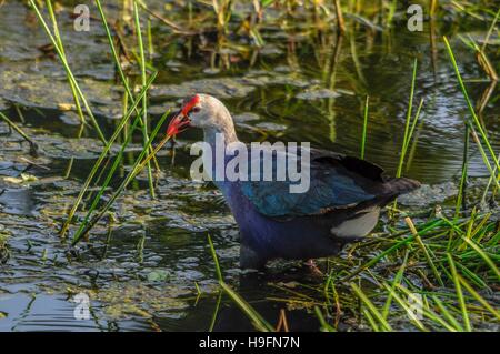 Unter der Leitung von Gray Sumpf Henne zu Fuß in den Feuchtgebieten in Florida, USA. Stockfoto