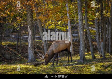 Wapiti genießen einen schönen Herbsttag in Québec, Kanada. 2/2 Stockfoto