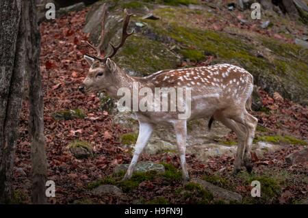Damhirsch im Herbst wandern. Stockfoto