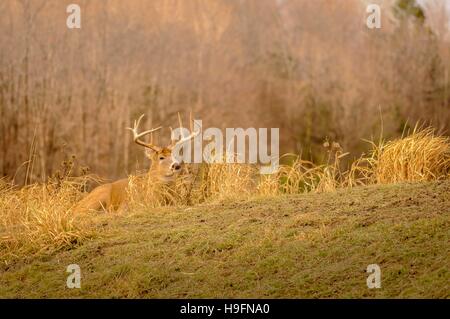 Weißen Schweif Hirsche während der Jagdsaison niedrig bleiben. 2/5 Stockfoto