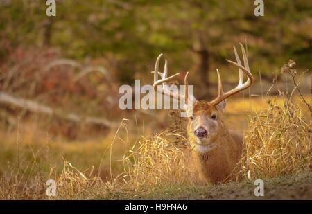 Weißen Schweif Hirsche während der Jagdsaison niedrig bleiben. 4/5 Stockfoto