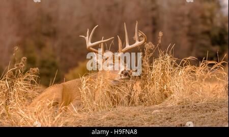 Weißen Schweif Hirsche während der Jagdsaison niedrig bleiben. 5/5 Stockfoto