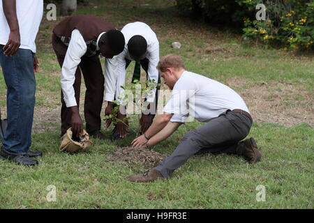 Prinz Harry hilft, um einen Baum zu Pflanzen, während der Einweihung der Victoria Park Botanical Gardens, der Königin des Commonwealth Baldachin, als er seine Tour der Karibik fort. Stockfoto