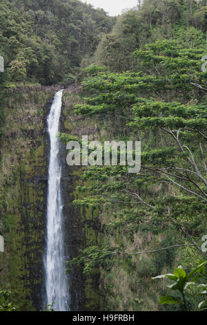Akaka verliebt sich in Hawaii Stockfoto