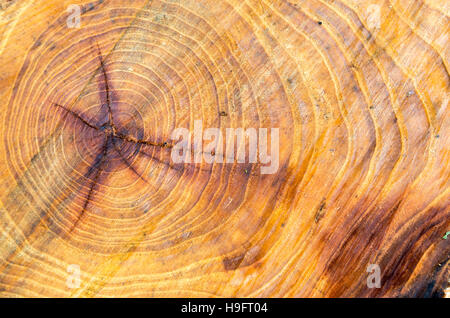 Alt und nassen Schnitt einen Baum mit Jahresringen Nahaufnahme Stockfoto