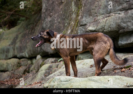 Ein Profil der Hunderasse Jagdhund im Südwesten Chinas. Stockfoto