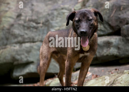 Ein Closup Bild der Hunderasse Jagdhund im Südwesten Chinas. Stockfoto