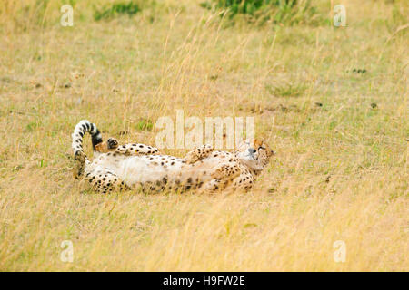 Gepard Aalen in der Sonne auf dem Rasen verlegen Stockfoto