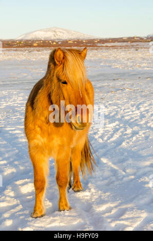 Islandpferd im verschneiten Weide Stockfoto