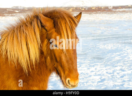 Islandpferd im verschneiten Weide Stockfoto