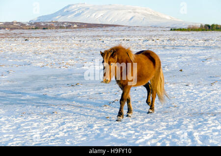 Islandpferd im verschneiten Weide Stockfoto