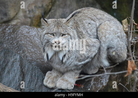 Luchs Stockfoto