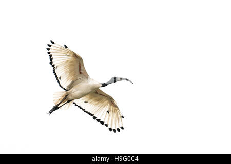 Ein weißes Ibis fliegen in der Luft mit seinen Flügeln zu verbreiten Stockfoto