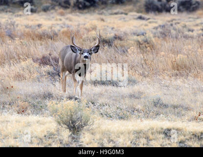 Großen Mule Deer Bock in die Wüste. Stockfoto