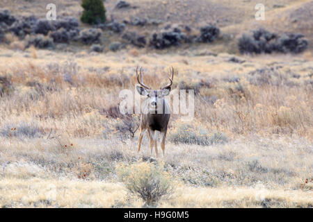 Großen Mule Deer Bock in die Wüste. Stockfoto