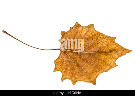 Gefallen im Herbst Blatt der Pappel, isoliert auf weißem Hintergrund Stockfoto