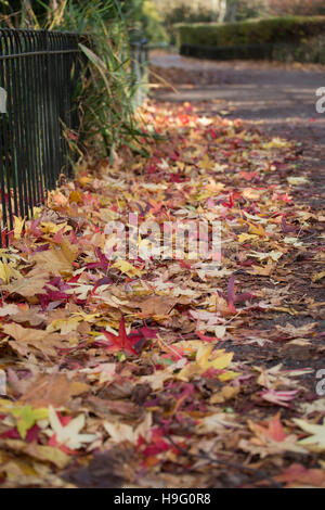 Laub im Battersea Park im Herbst Stockfoto