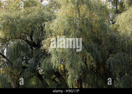 Weiden in voller Blatt im Herbst Stockfoto