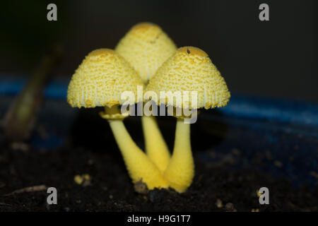 Leucocoprinus birnbaumii, Lepiota lutea, Gelber Zimmerpflanzen-Pilz, ein  saprotrophischer Pilz, ungeniebar, Und hufig im Kompost des Topfens  vorkommende Stockfotografie - Alamy