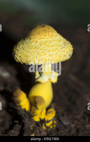 Gelbe Sonnenschirm, Blumentopf Sonnenschirm, gelb Zimmerpflanze Pilz  (Leucocoprinus Birnbaumii oder Riesenschirmling Lutea). VEREINIGTES  KNIGREICH Stockfotografie - Alamy