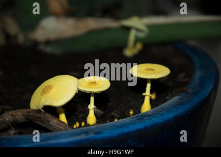 Gelbe Sonnenschirm, Blumentopf Sonnenschirm, gelb Zimmerpflanze Pilz (Leucocoprinus Birnbaumii oder Riesenschirmling Lutea).  VEREINIGTES KÖNIGREICH. Stockfoto