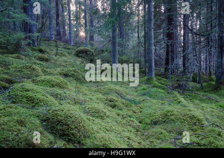 Alten unberührten Nadelwald mit grünen moosigen Boden Stockfoto