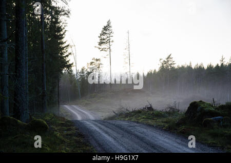 Kurvenreiche Schotterstraße durch den Wald von einem nebligen Abend Stockfoto